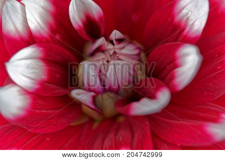 Red And White Dahlia (dahlia X Hortensis)