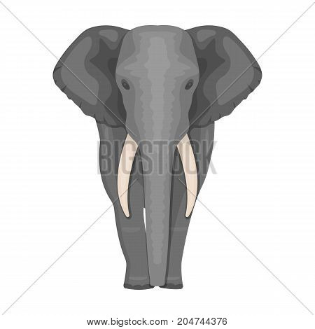 The elephant, the biggest wild animal. African elephant with tusks single icon in cartoon style vector symbol stock illustration .