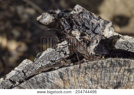 Beetle Bark Beetle. Imago Of An Insect. Beetle With Long Antennae.