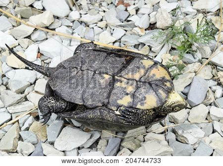 The Tortoise Lies Upside Down On The Back. Ordinary River Tortoise Of Temperate Latitudes. The Torto
