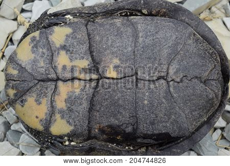 The Tortoise Lies Upside Down On The Back. Ordinary River Tortoise Of Temperate Latitudes. The Torto