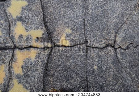 Background Texture Of Tortoise Shell. Turtle Shell.