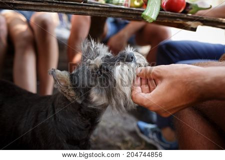 A dog begs food from a host on a picnic. Friends went on a summer picnic with a dog. A beautiful miniature schnauzer looks at his master. Summer trip with friends to nature.