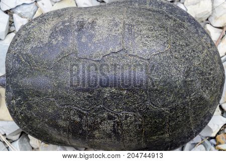 Ordinary River Tortoise Of Temperate Latitudes. The Tortoise Is An Ancient Reptile.
