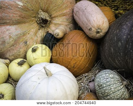 Autumn harvest of Assorted pumpkins and squash