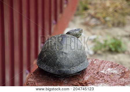Tortoise On A Wooden Red Stump. Ordinary River Tortoise Of Temperate Latitudes. The Tortoise Is An A