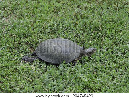 The Tortoise Crawls Along The Green Grass. Ordinary River Tortoise Of Temperate Latitudes. The Torto