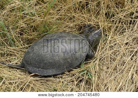 The Turtle Crawls On Dry Grass. Ordinary River Tortoise Of Temperate Latitudes. The Tortoise Is An A