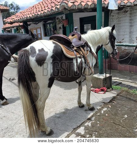 White horse with saddle standing in his stable before going out for a walk