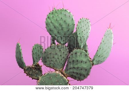 Closeup green cactus with needles pattern on pink background. Decorative cactus. Big beautiful cactus with needles in a pot. Photo of cactus.