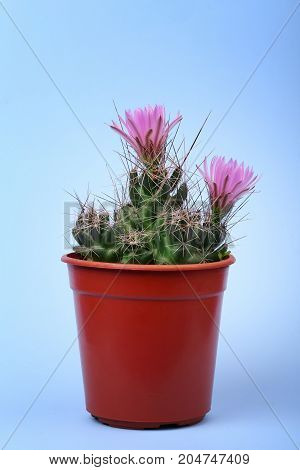 Lovely plant indoor. Cactus flower. Cactus in a plastic penny. Beautiful cactus pink red flowers bloom on neon background. A small prickly cactus in a red pot.