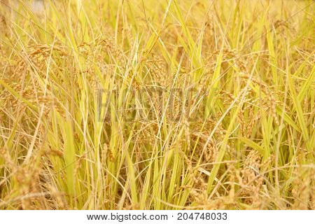 Ripe rice spica crop field macro background