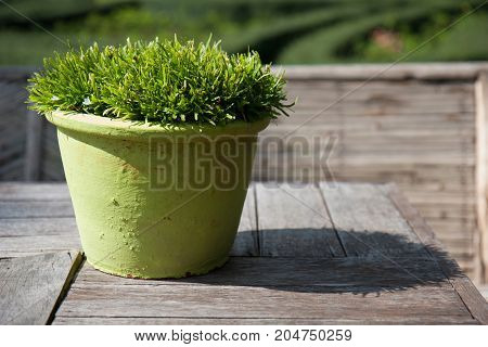 garden tree in green flowerpot on the wood table.