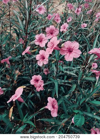 Waterkanon in the flower garden. Beautiful pink flowers.