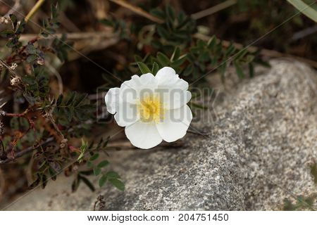 Burnet Rose (rosa Spinosissima)