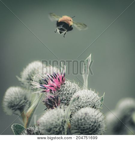 Vintage Faded Close-up Image Of A Bumblebee Flying Away From Purple Great Globe Thistle Flower, Blur