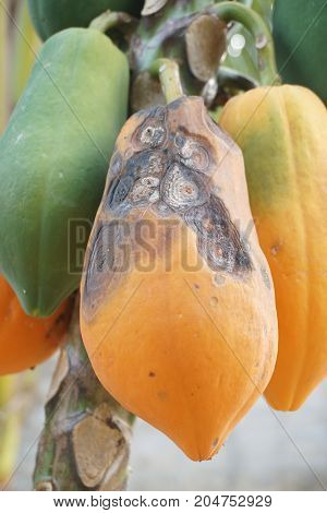 Anthracnose attack in papaya fruit at plantation