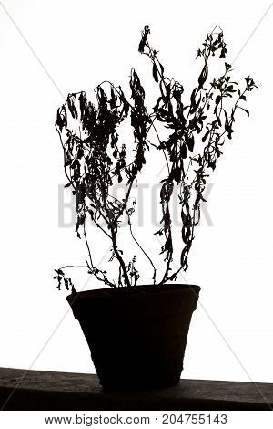 Dead houseplant on white background