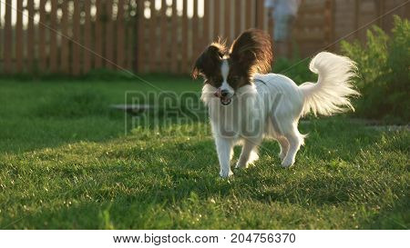 Beautiful young male dog Continental Toy Spaniel Papillon on a green lawn