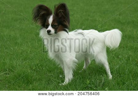 Beautiful young male dog Continental Toy Spaniel Papillon on a green lawn