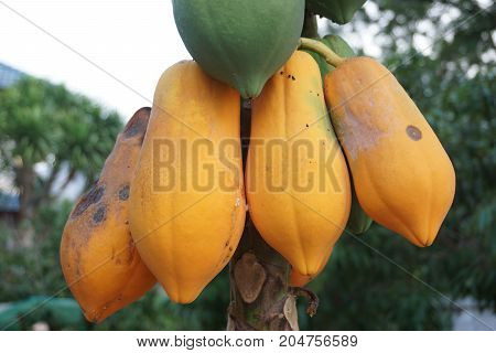 Anthracnose attack in papaya fruit at plantation