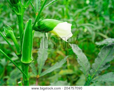 The fresh okra or ladyfinger in farm