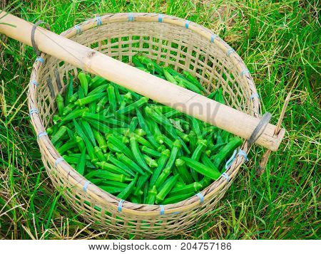 The fresh okra or ladyfinger in farm