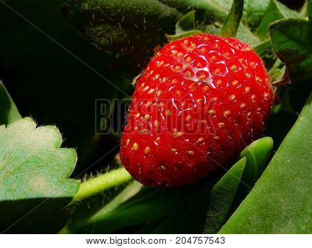 a nice red strawberry on its tree