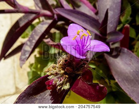 a small purple flower with three petals