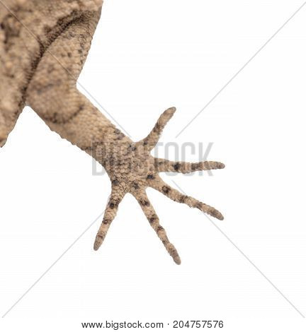 foot lizard on a white background. macro
