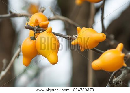 solanum mammosum plant in park - stock image