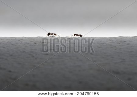 silhouette of two ants. Business concept - stock lmage