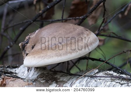 Piptoporus betulinus mushroom close up shot local focus