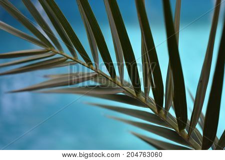 near pool tropical plant. summer time. tropical mood. palm leaves. warm sea. summer vacation. summer day. vacation time. swimming pool. spa vacation. travel concept. relax time