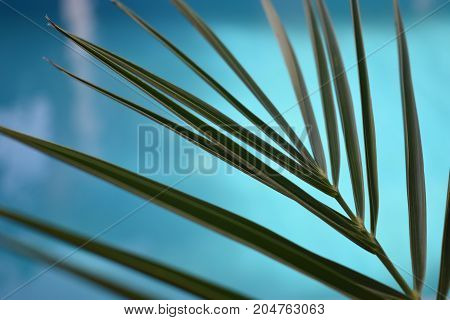 near pool tropical plant. summer time. tropical mood. palm leaves. warm sea. summer vacation. summer day. vacation time. swimming pool. spa vacation. travel concept. relax time