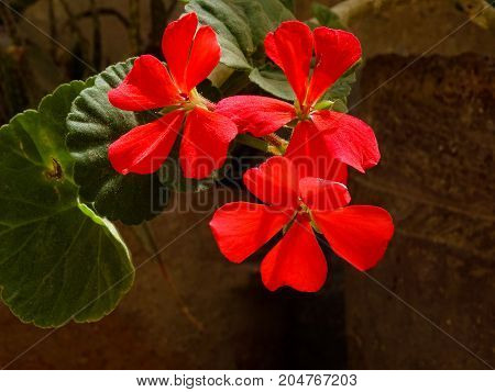 a red flower with five petals in old garden