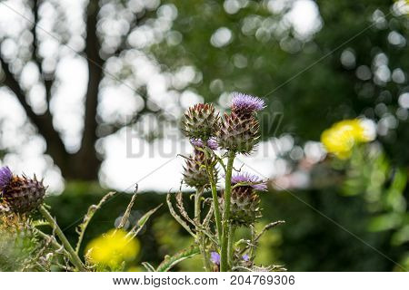 Milk Thistle in full bloom growing in the garden. The plant is used both as medicine and as a health diet supplement. Silybum Marianum