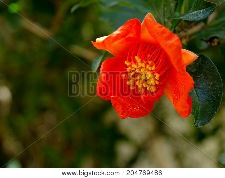 an orange pomegranate rose on its tree