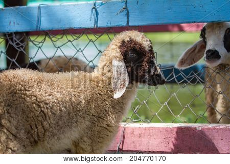 Close Up Cheeps In Farm