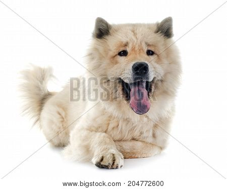 brown eurasier in front of white background