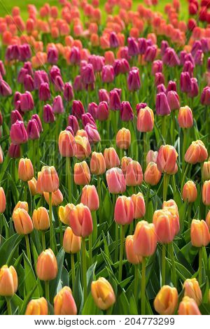 colorful tulips flowers blooming in a garden