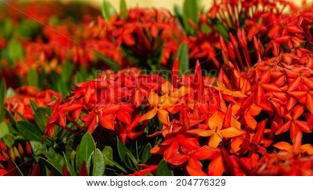 a nice red flowers on a garden