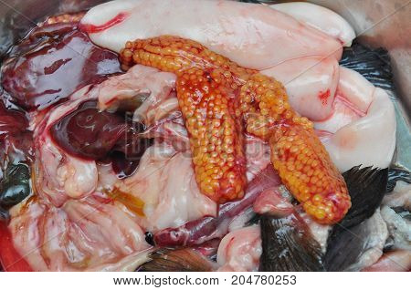 Fisherman holding fresh caviar or fish eggs. Fresh steelhead of salmon roe after cleaning fish
