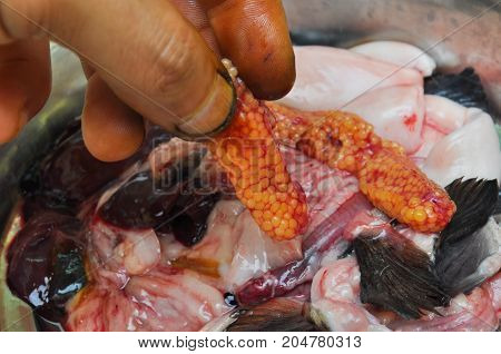 Fisherman holding fresh caviar or fish eggs. Fresh steelhead of salmon roe after cleaning fish