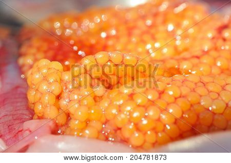 Fresh caviar or fish eggs after cleaning fish. Steelhead or salmon roe close-up
