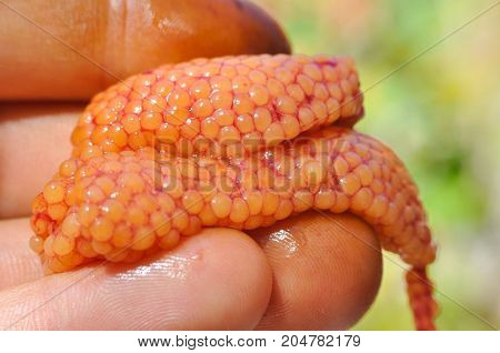 Fisherman holding fresh caviar or fish eggs. Fresh steelhead of salmon roe after cleaning fish