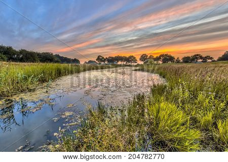 Typical Dragonfly Habitat In The Netherlands