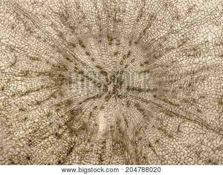 full frame micrography showing the middle part of a carrot cross section