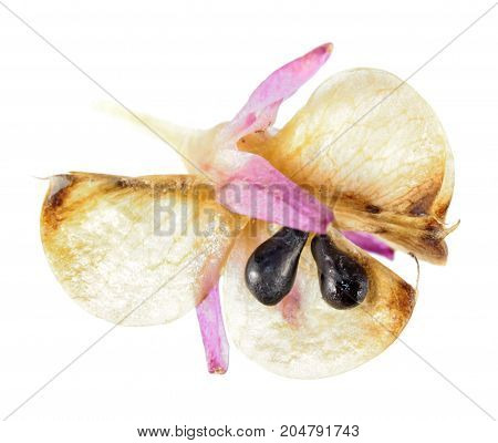 Fruit of variegated pineapple lily (Eucomis bicolor) with black seeds isolated on white background