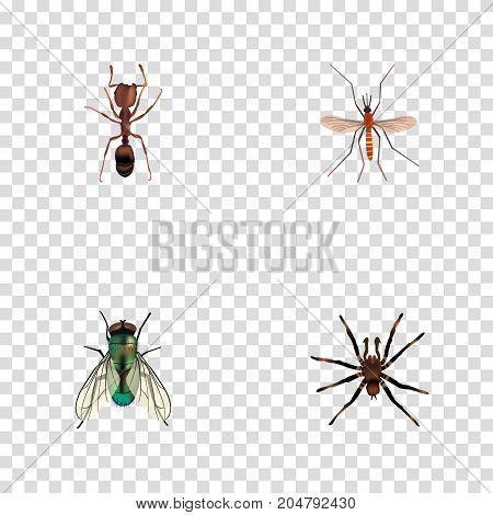 Realistic Emmet, Housefly, Arachnid And Other Vector Elements